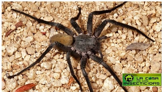 Nueva araña descubierta en Mexico